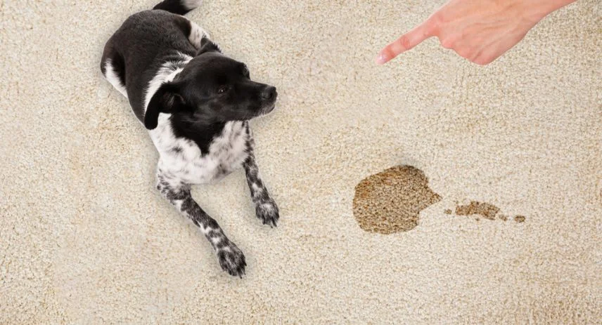 Pet Odor and Stain Removers: How to Keep Your Home Clean and Fresh